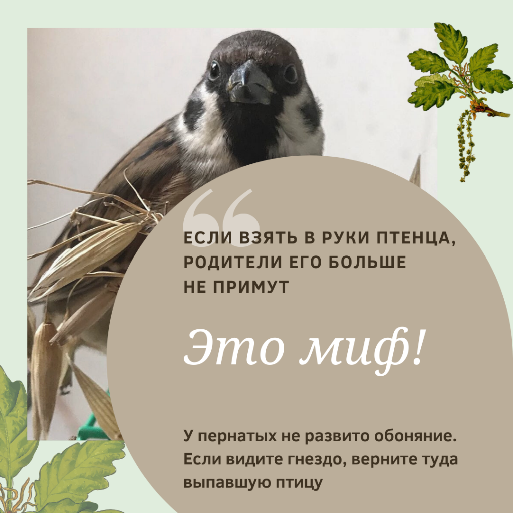 История Чичика: птенец воробья, выпавший из гнезда, стал любимым домашним  питомцем — Новости Орши