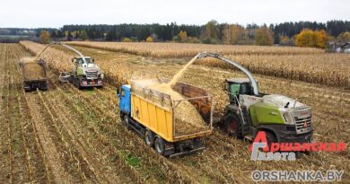 В Оршанском районе завершается уборка кукурузы | фото