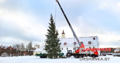 В центре Орши установили натуральную ёлку | фото